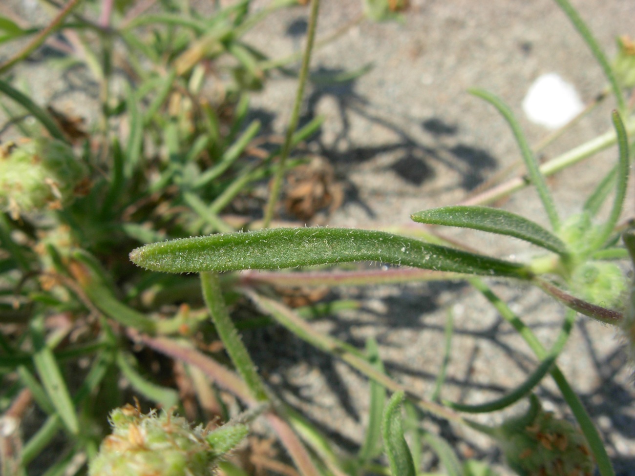 Plantago arenaria Waldst. & Kit. / Piantaggine ramosa